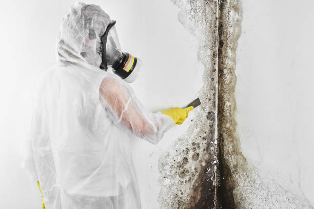 Best Crawl Space Mold Remediation in Bettendorf, IA